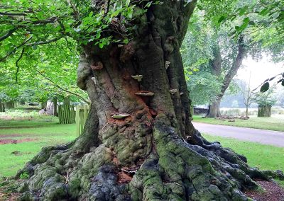 Beech Dunham