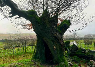 Beech Fragment