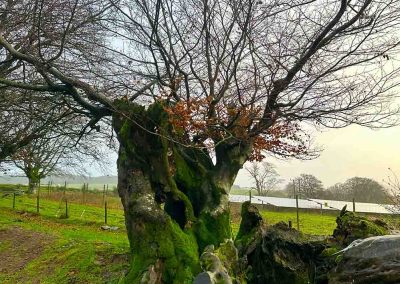 Beech Fragment