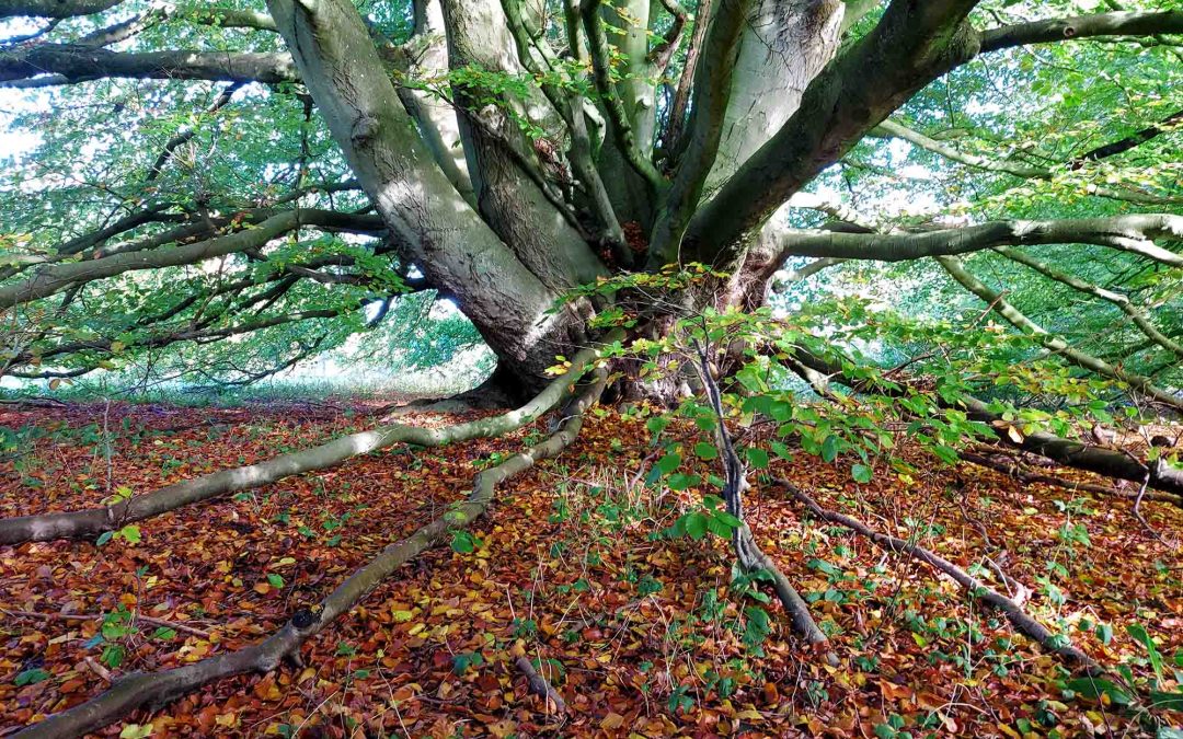 Beech Multi Stemmed Tree