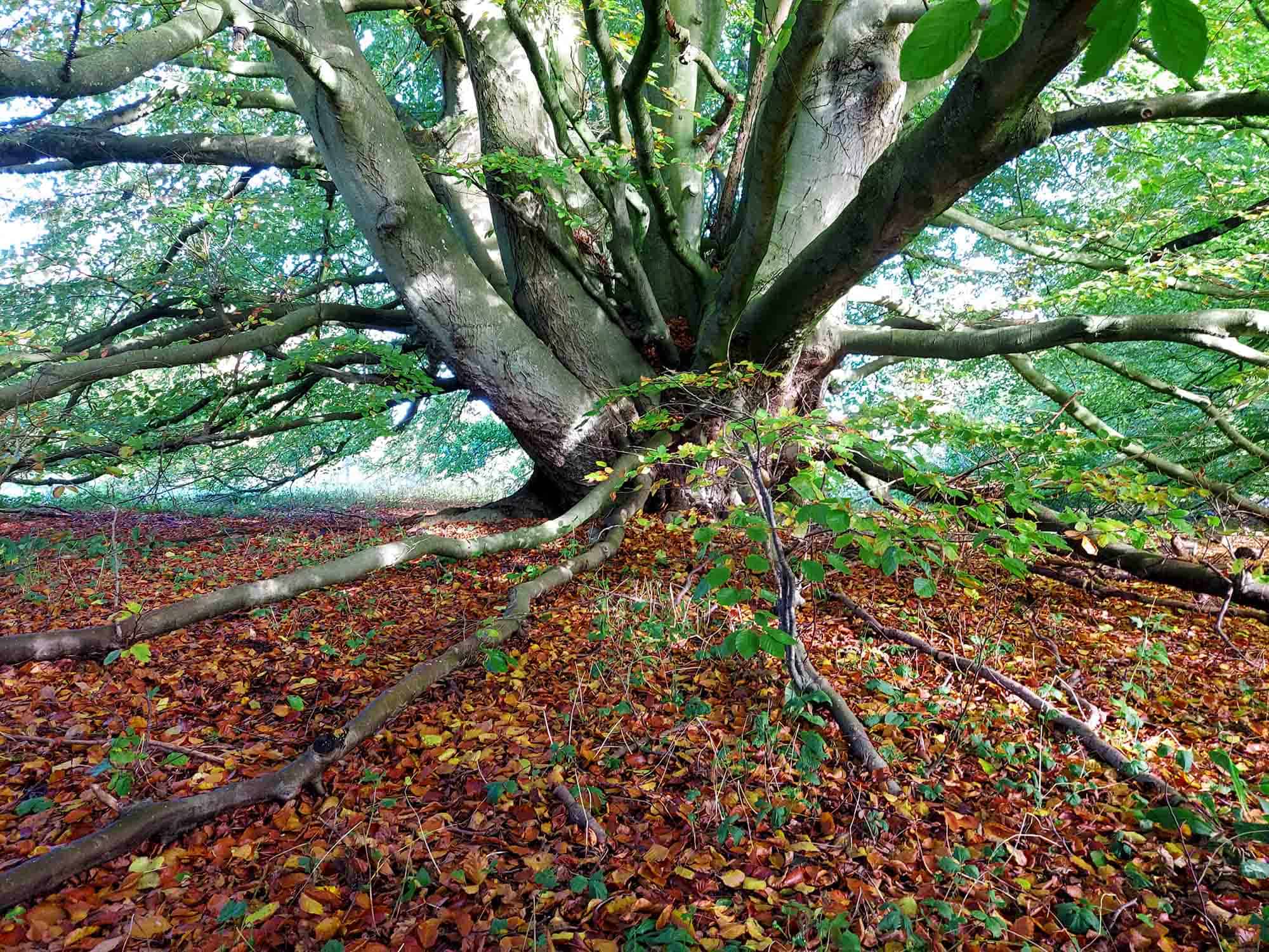 veteran-and-ancient-trees-lally-tree-management