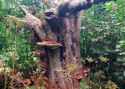 Dead Beech Tree