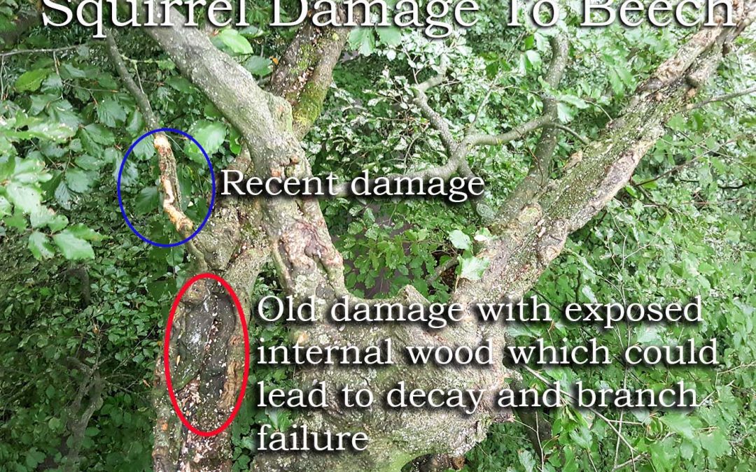 Squirrel Damage to Trees in the UK: An Overview