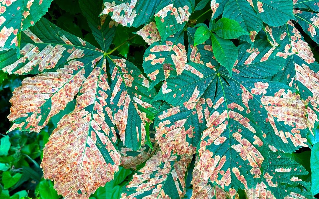 The Horse Chestnut Leaf Miner: A Comprehensive Overview