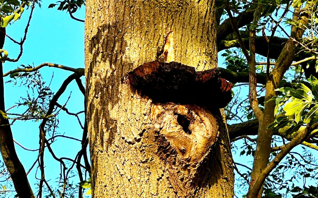 Tree Fungi: The Shaggy Bracket Fungus