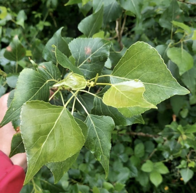 Populus nigra subsp. betulifolia: The Native Black Poplar